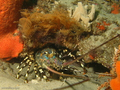 Panulirus ornatus