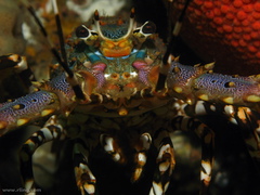 Panulirus ornatus