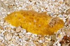 Sclerodoris tarka
