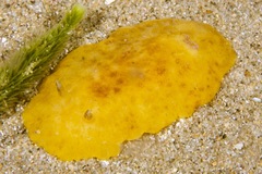 Sclerodoris