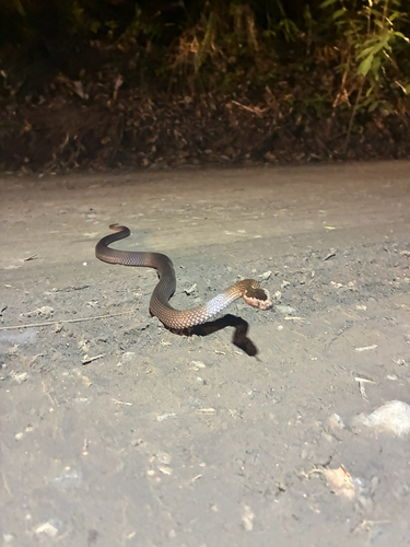 Golden-crowned Snake sighting