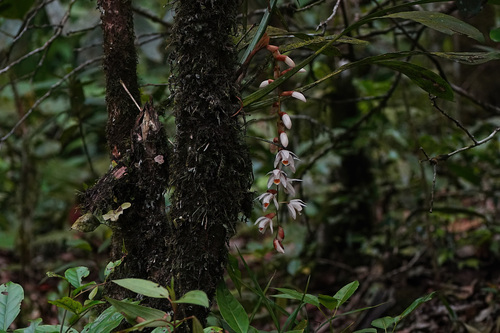 Coelogyne rhabdobulbon Schltr.