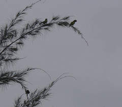 Psittacula alexandri