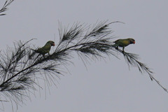 Psittacula alexandri