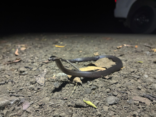 Golden-crowned Snake sighting