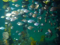 Pempheris