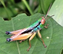 Caryanda spuria