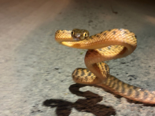 Brown Tree Snake sighting