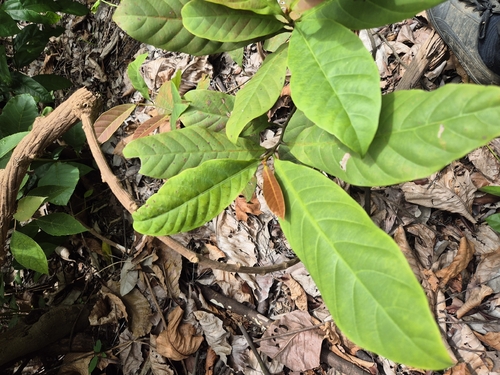 Palaquium obovatum observed 2025-12-20