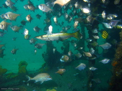 Dinolestes lewini