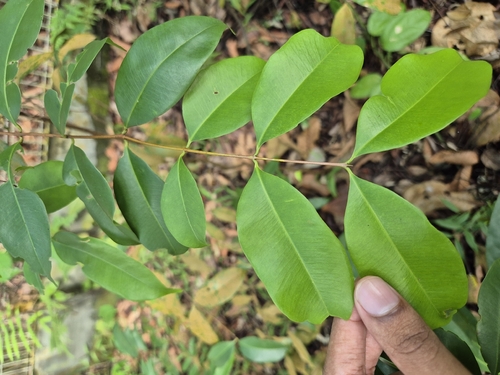 Syzygium lineatum observed 2025-12-20
