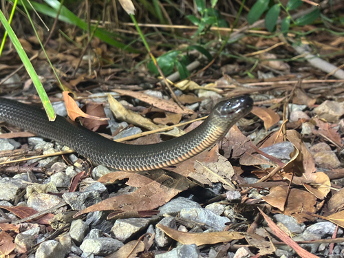 Eastern Small-eyed Snake sighting