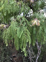 Albizia atakataka
