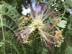 Albizia atakataka