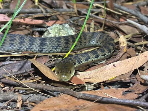 Rough-scaled Snake sighting