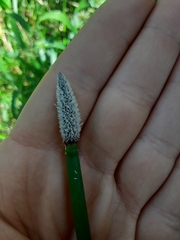 Eleocharis elegans