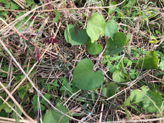 Ipomoea biflora