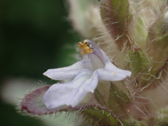 Ajuga taiwanensis