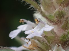 Ajuga taiwanensis