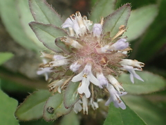 Ajuga taiwanensis