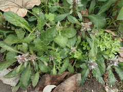 Ajuga taiwanensis