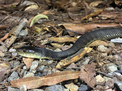 Rough-scaled Snake sighting