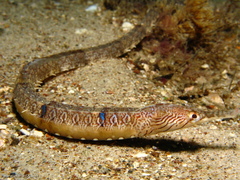 Filicampus tigris