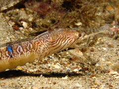 Filicampus tigris