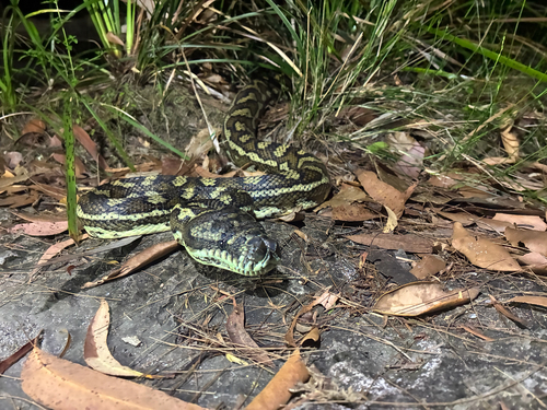 Coastal Carpet Python sighting