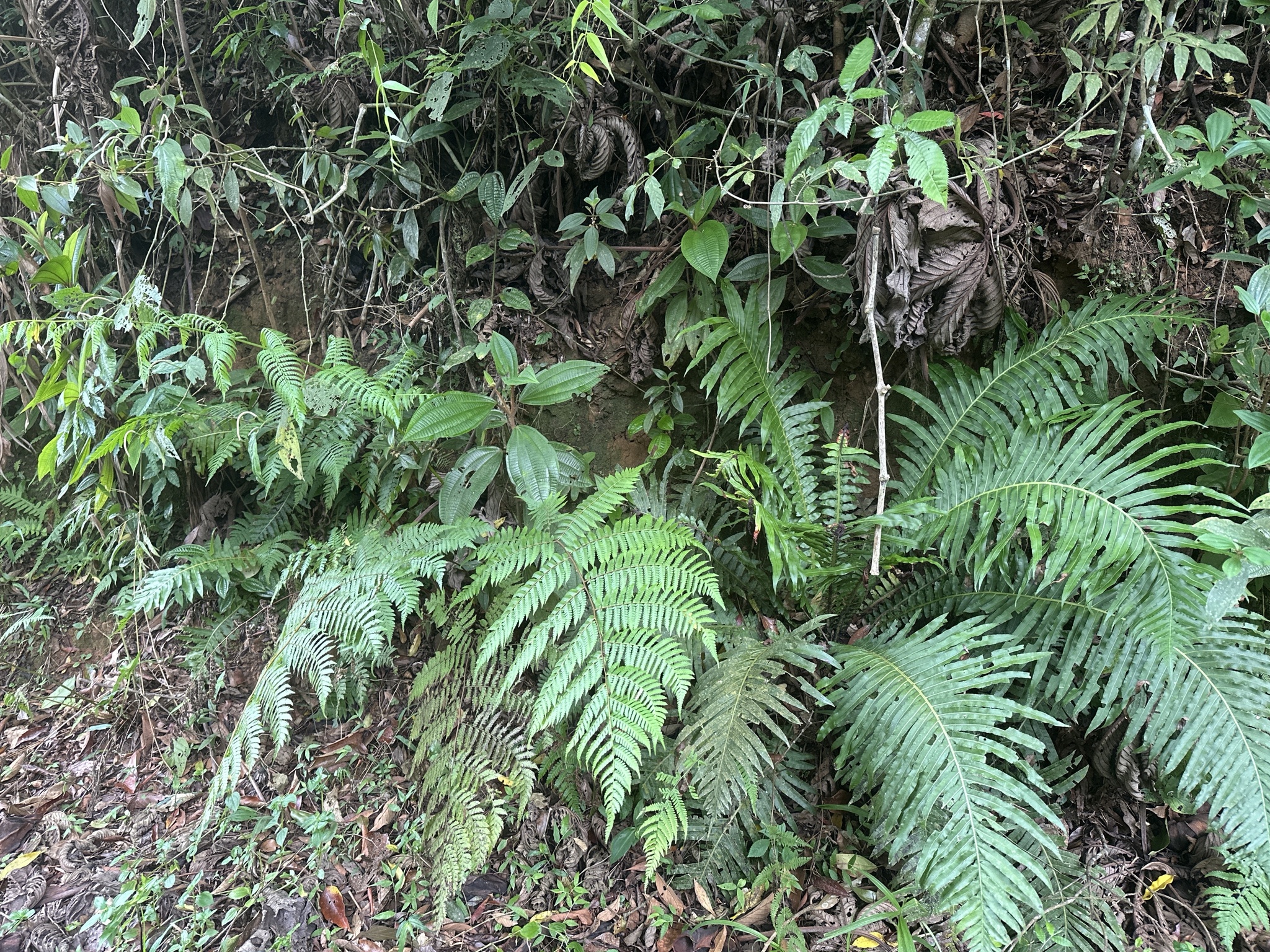 Neoblechnum brasiliense