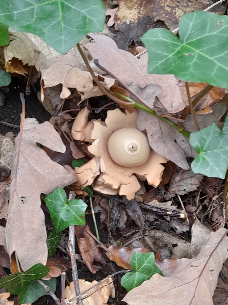 Geastrum michelianum · December 2025 · photo: © phamed (iNaturalist, cc0)