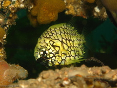 Cleidopus gloriamaris