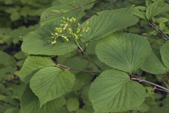 Viburnum wrightii