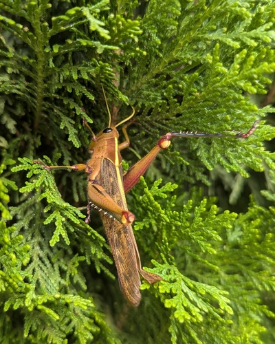 Garden Locust