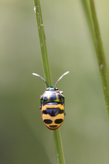 Chrysocoris fascialis