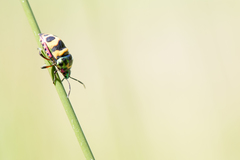 Chrysocoris fascialis