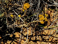 Helichrysum pentzioides