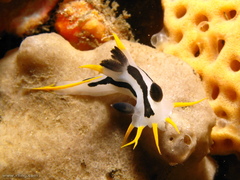 Polycera capensis