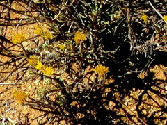 Helichrysum pentzioides
