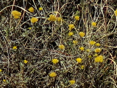 Helichrysum pentzioides