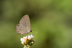 Jamides alecto dromicus
