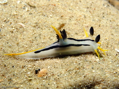 Polycera capensis