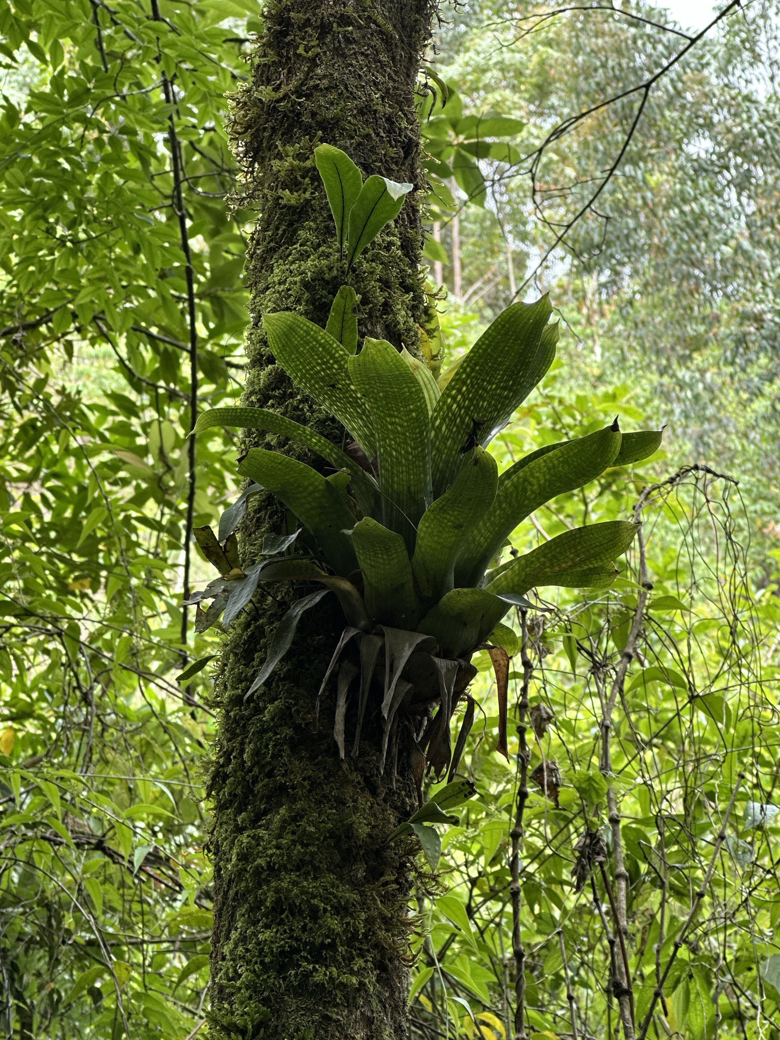Vriesea gigantea
