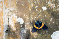 Milionia zonea pryeri