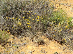 Helichrysum pentzioides