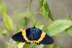 Milionia zonea pryeri