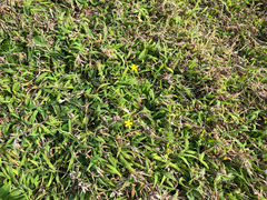 Digitaria sericea