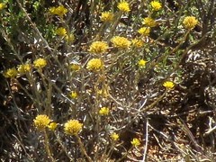 Helichrysum pentzioides