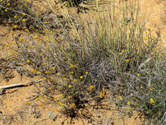 Helichrysum pentzioides