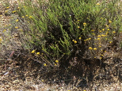 Helichrysum pentzioides